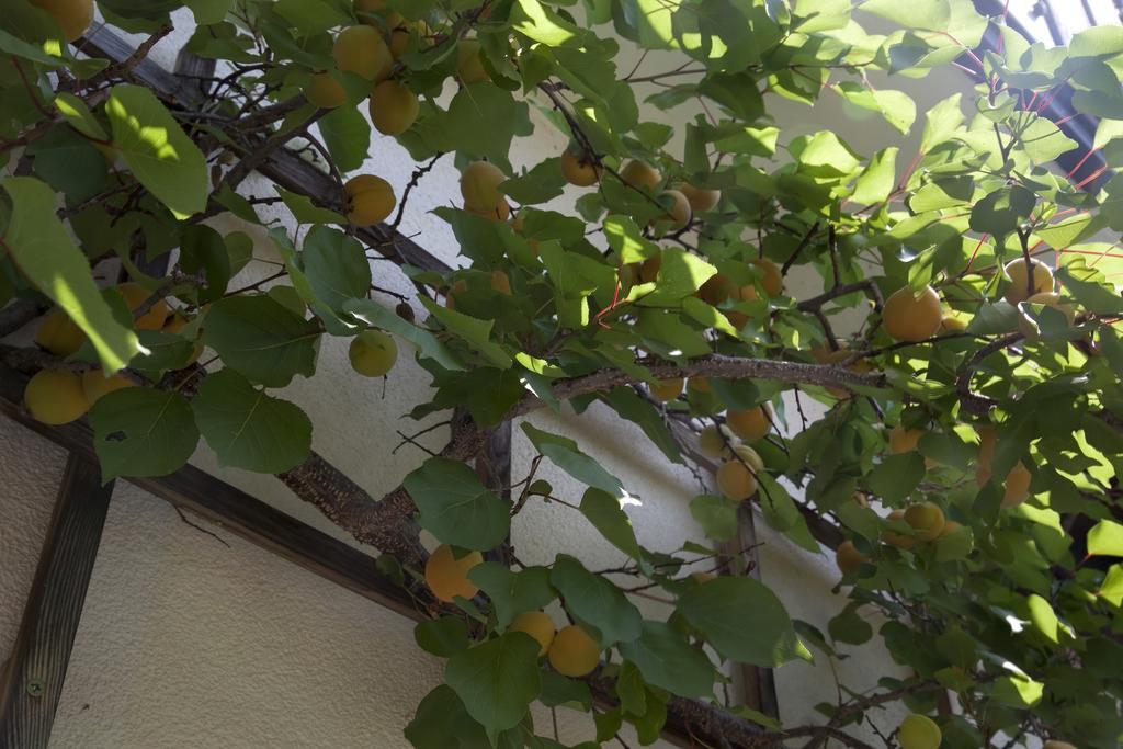 Gaestehaeuser Anni Ehrndorfer Ried im Innkreis Zewnętrze zdjęcie